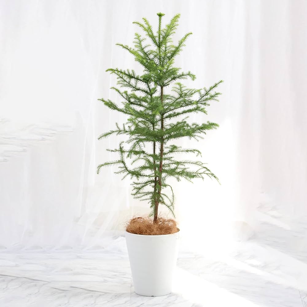 Amazon｜ナンヨウスギ 8号 受け皿付 【観葉植物 本物