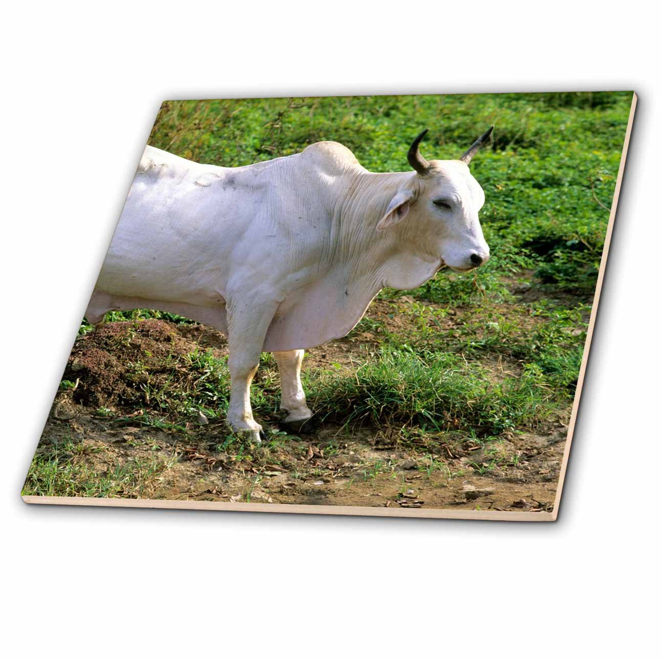 3dRose3dRose ct_83720_4 Brahma Bull Cow, Cattle-Na02 Dfr0037-David R. Frazier-Ceramic Tile, 12-Inch