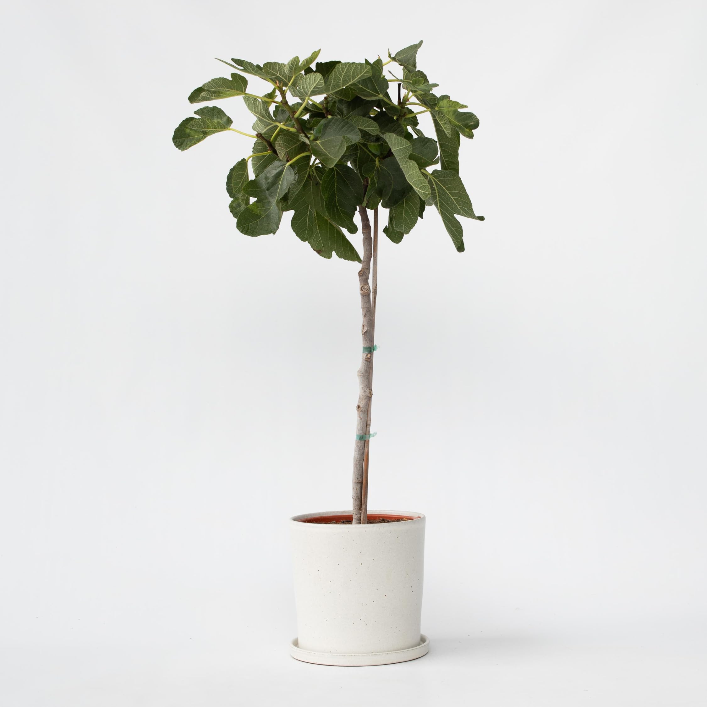 Plant in a Box - Drzewko Figowe - Figa - Ficus Carica - Mrozoodporny - Doniczka 21cm - Wysokość 70-90cm