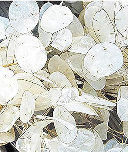 Lunaria Semillas para plantas de dinero Marde Ross & Company