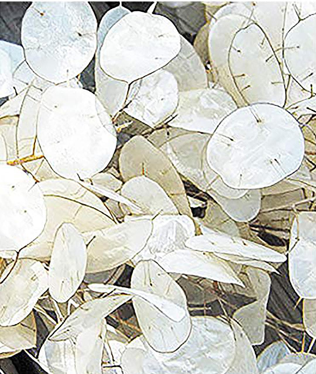 Marde Ross & Company 150 Lunaria Seeds