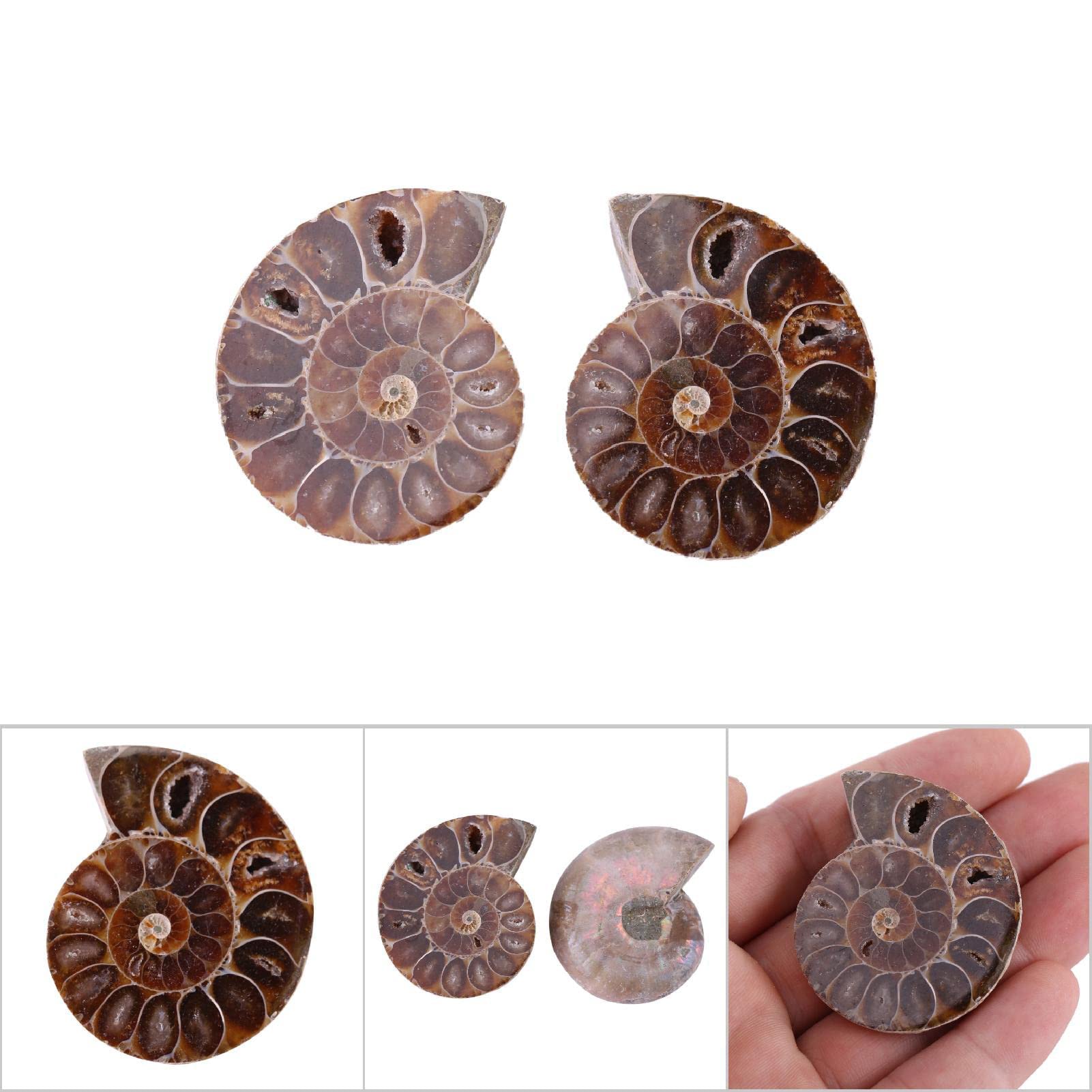 2 Pcs Ammonite Fossile Spécimen Ammonite Véritable Dinosaure Fossiles Shell Madagascar Pierres Naturelles Et Minéraux Spécimens D'enseignement Spécimen Minéral (4cm)(Diameter 4cm)
