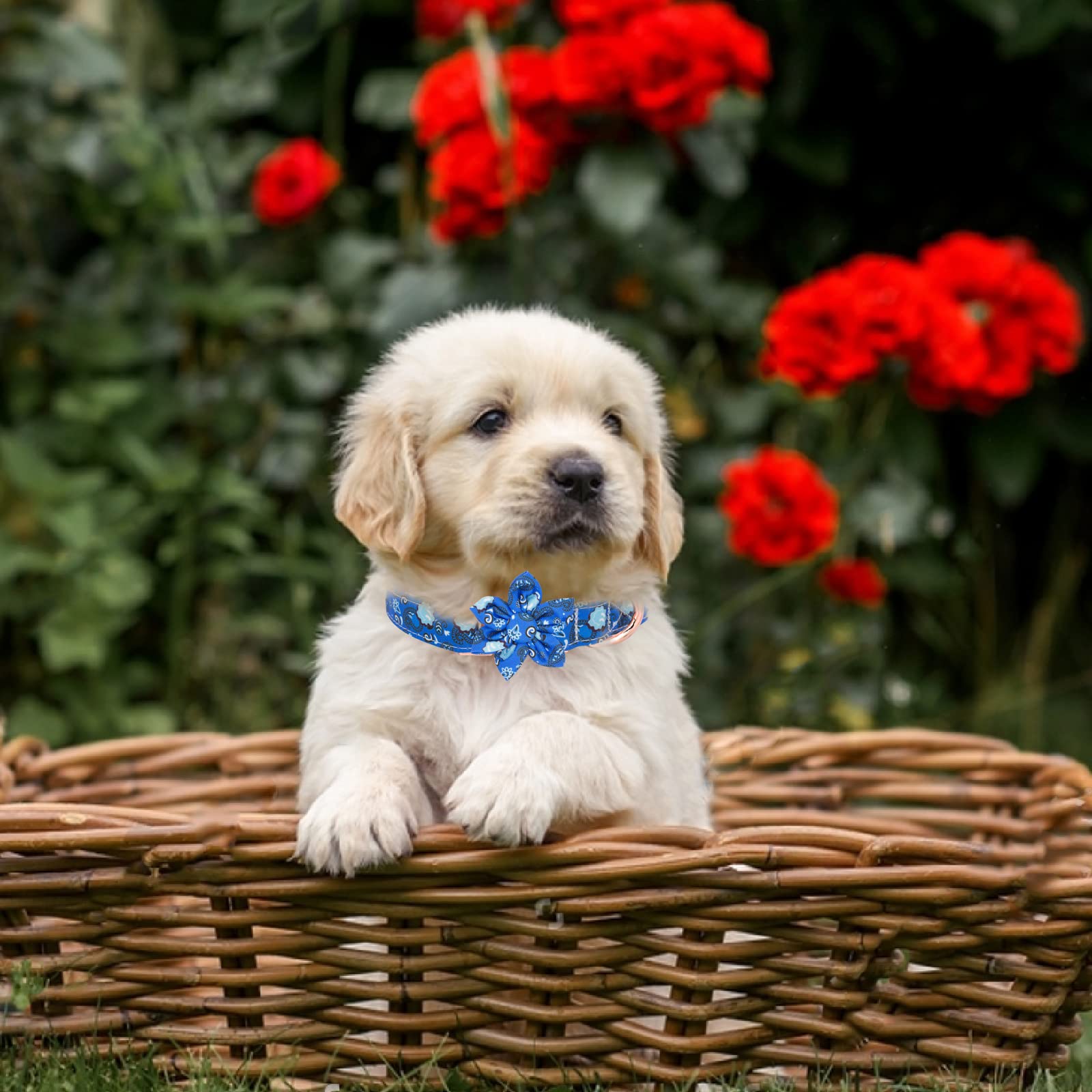 Amazon | 犬の首輪とリードセット 調整可能な強力なゴールドバックル