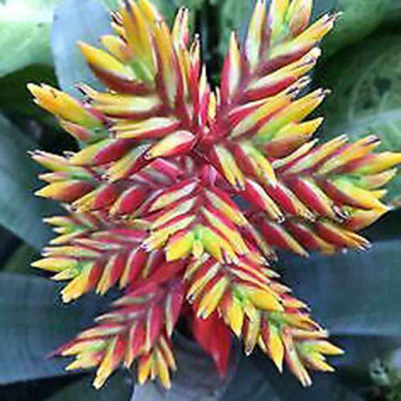 DFBTYGFruit Seeds for Gardening-100Pcs Bromeliad Cactus Succulent Seeds Home Garden Bonsai Yard Ornamental Plant - Red Yellow Bromeliad Succulent Seeds