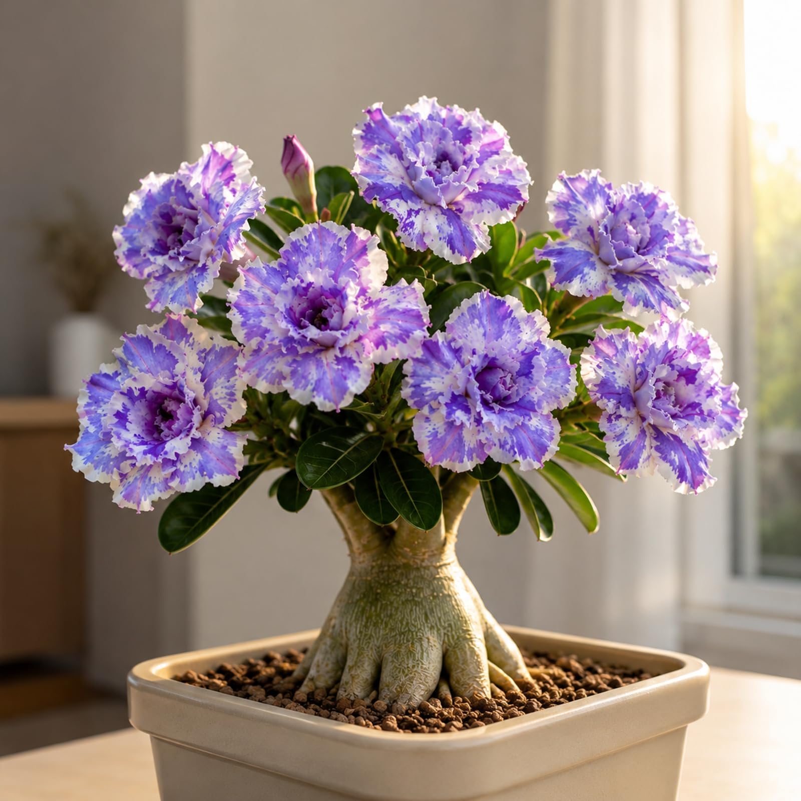 Drought-Tolerant Desert Rose Plants/Desert Rose Tubers- Landscape Design- Indoor and Outdoor Potted Plants -2 Bulbs-C