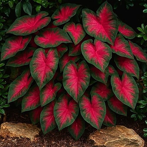 Miniatura 3 de Bombillas de caladio elegantes para plantar (2 bombillas)  Plantas de interior o exterior de crecimiento fácil y rápido (blanco Queen)