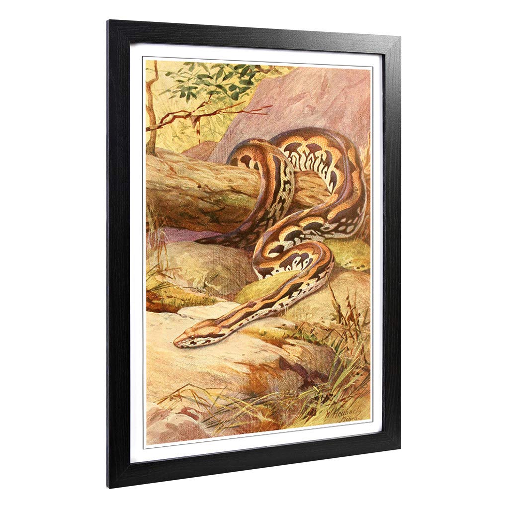Big Box Art Framed Print of Vintage Heubach. Walter Madagascan Boa Design | Wall Art Picture | Home Decor for Kitchen, Living Room, Bedroom, Hallway, Black, A2 / 24.5x18 Inch / 62x45cm