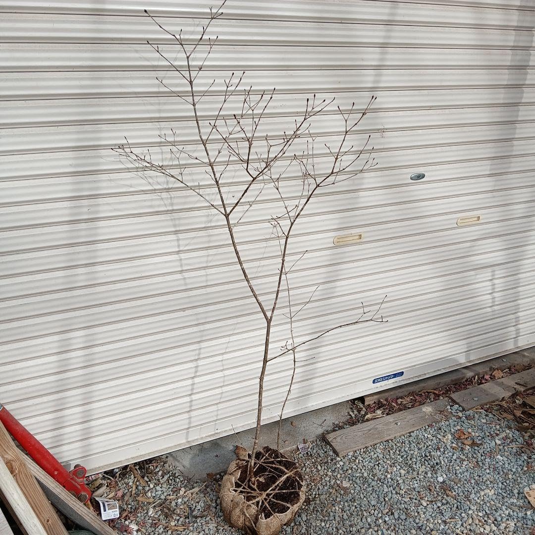 オトコヨウゾメ 山採り