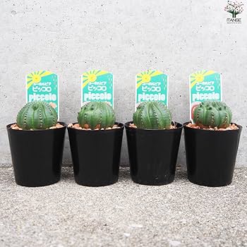 【高騰品種】4 ユーフォルビア オベサ ピッコロオールド 錦 極上斑 高騰品種】4 ユーフォルビア オベサ ピッコロオールド 錦 極上斑 高騰