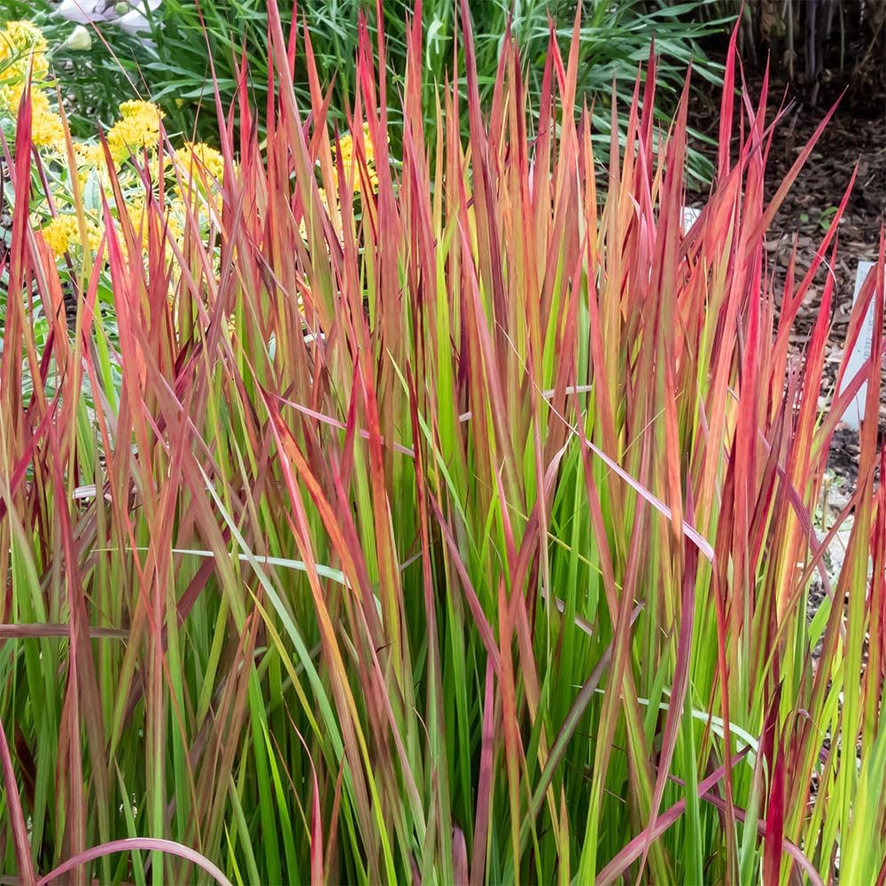 グンネル サーリン \"フルッテリアシリーズ \" ブドウとレッドパプリカ グンネル サーリン フルッテリアシリーズ ブドウとレッドパプリカ