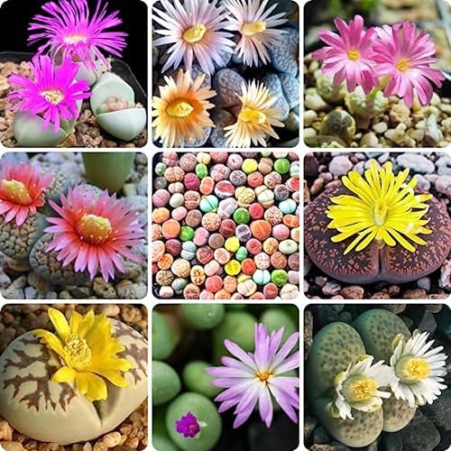 Miniatura 3 de Mezcla de plantas suculentas Lithops a granel, paquete de 20 piedras vivas corlorful Lithops plantas vivas, hermosas piedras vivas de Lithops para