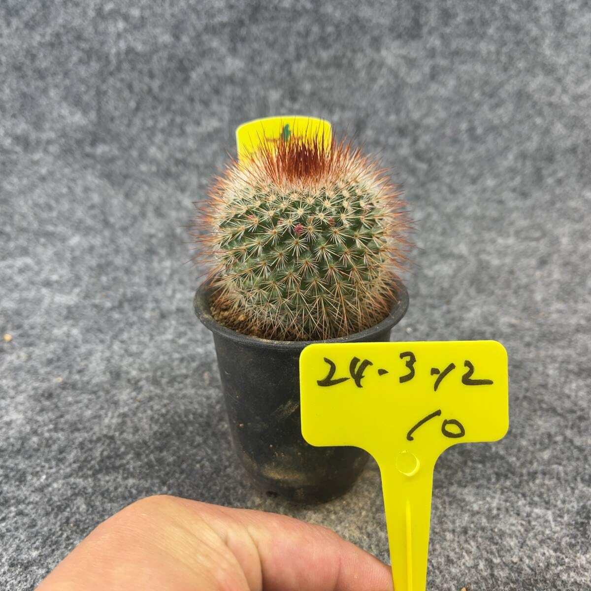 Amazon.co.jp: 鉢ごと発送サボテン 猩々丸（しょうじょう