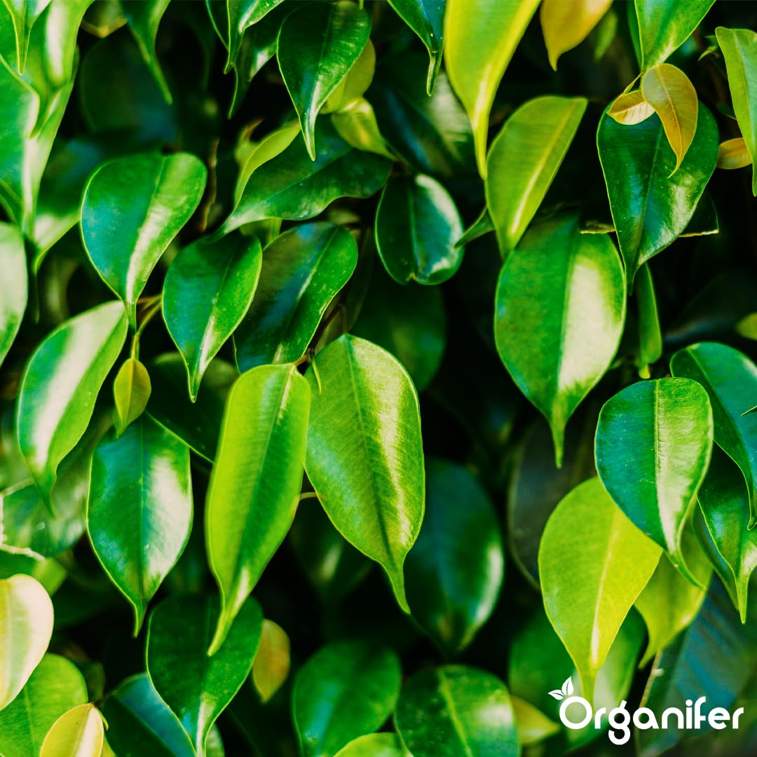 Fertilizante Líquido - 3x1L - Para Ficus - NPK 2-1-8 | Plantas Sanas Y Hojas Vigorosas - Organifer