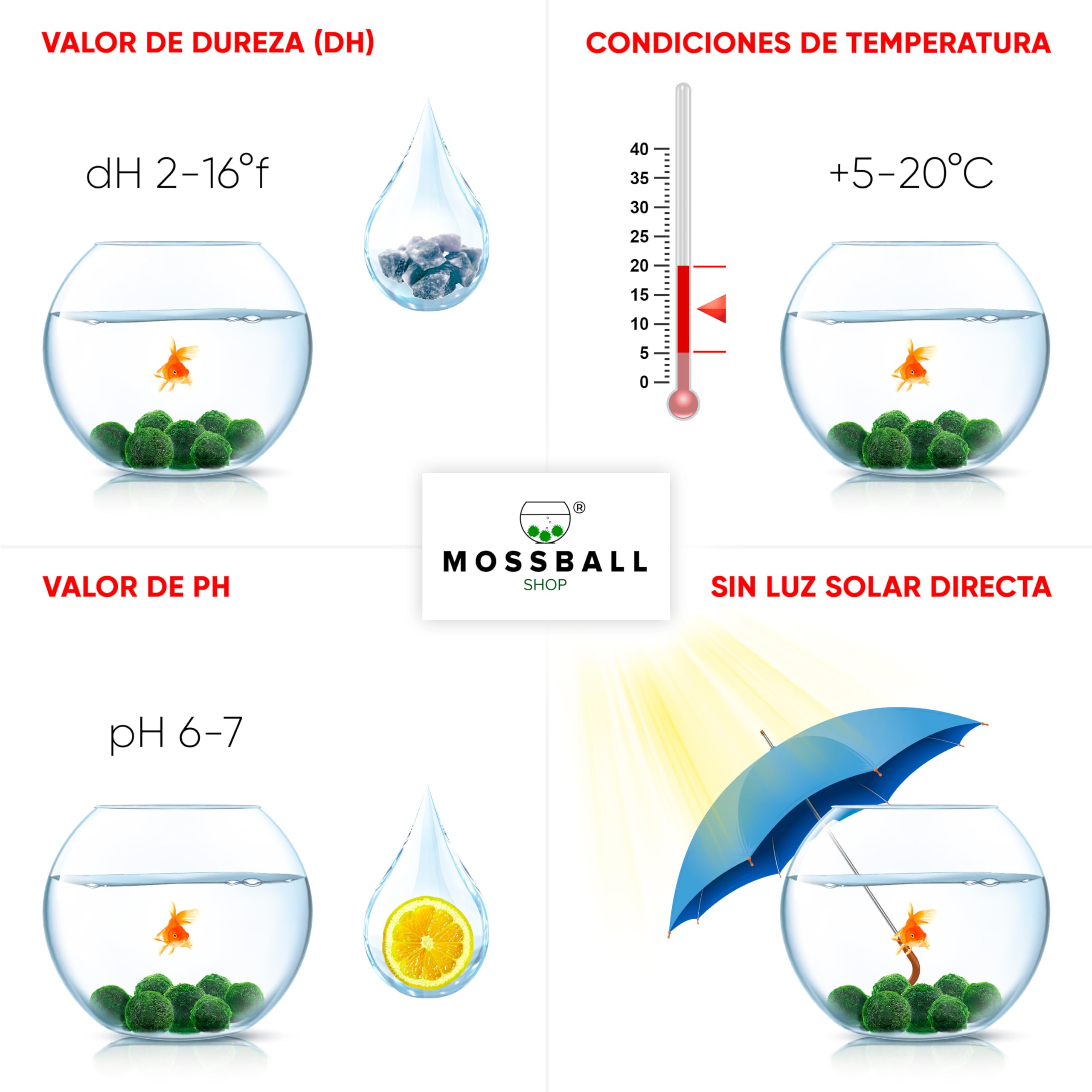 20 + 1 szt. kule mchu akwarium Cladophora aegagropila linneiae mech rośliny akwariowe rośliny wodne dekoracja rośliny prawdziwe marimo piłki mchu akwarium marimo moosball (1-3 cm)