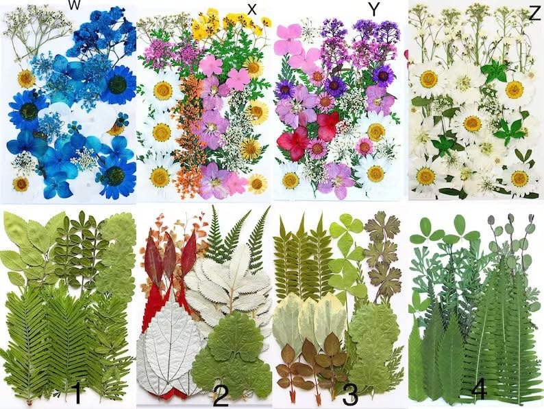 35 piezas flores secas prensadas para decoración y manualidades miniatura 3