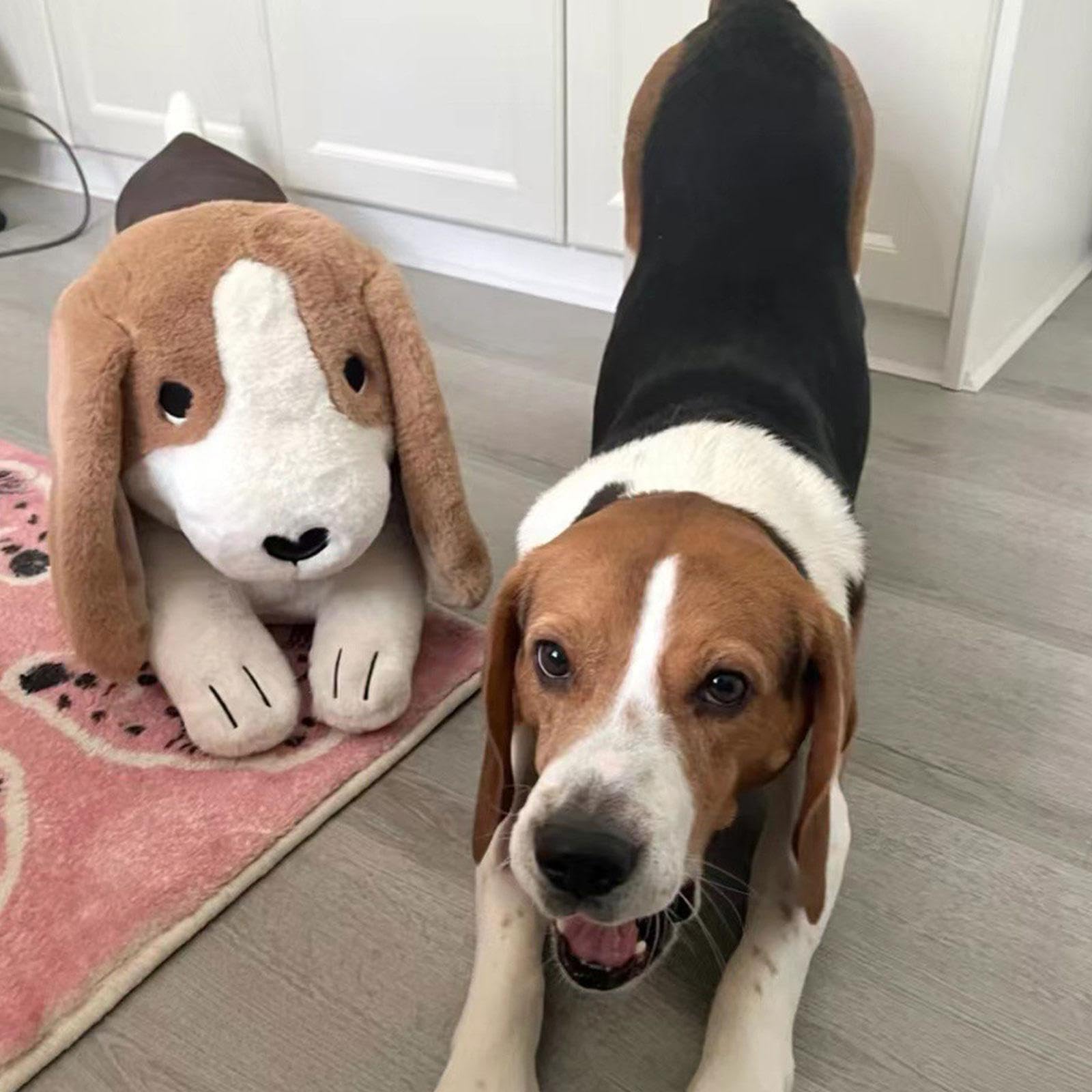 Amagogo Peluche de Beagle para decoración del hogar, Bonito Perro de Peluche Multiusos, compañero para sofá, Dormitorio.