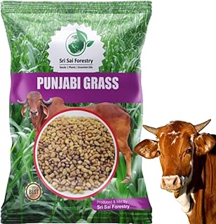 Punjabi Grass Seeds for Cow Multi Cut Grass - 1KG