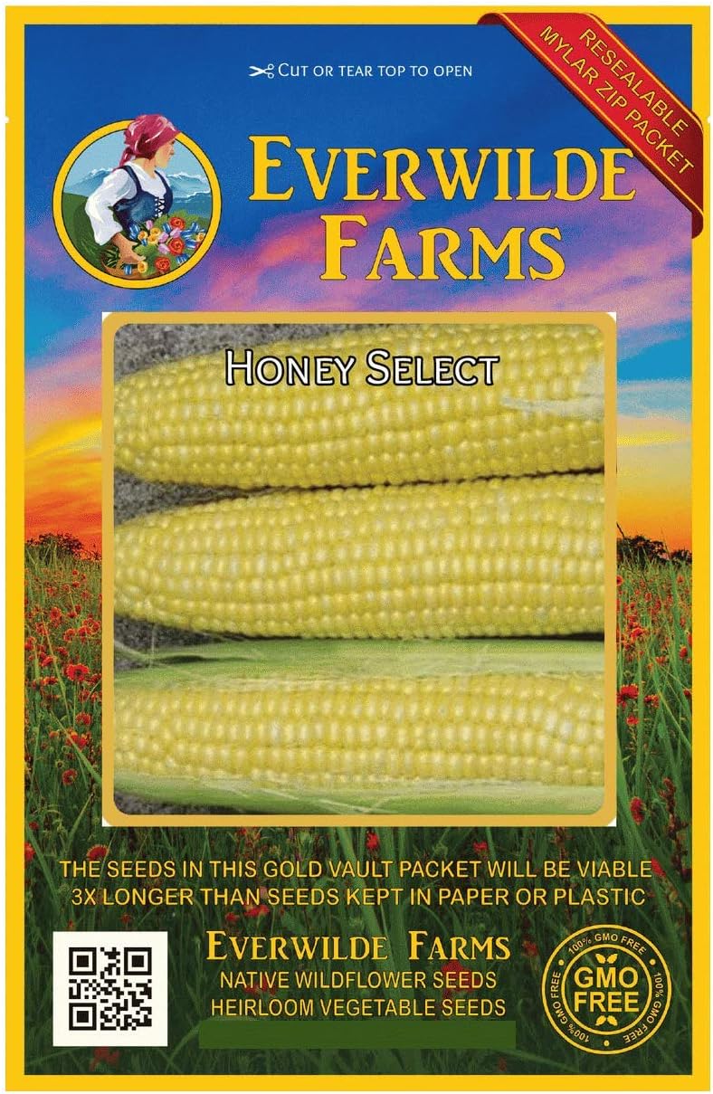 40+ Hybrid Wild Violet Sweet Corn Seeds - BẮP NẾP HỒNG VN - High Germination, Easy Grow