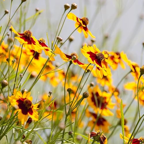 Miniatura 2 de Plains Coreopsis Seed Balls (Coreopsis tinctoria) Bombas de semillas para jardinería de guerrillas (50)