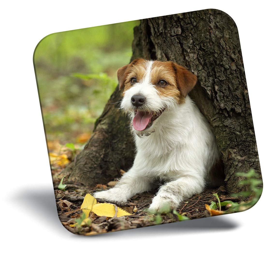 Destination Vinyl Ltd Fridge Magnet - Jack Russell Terrier Puppy Dog Pet 16304