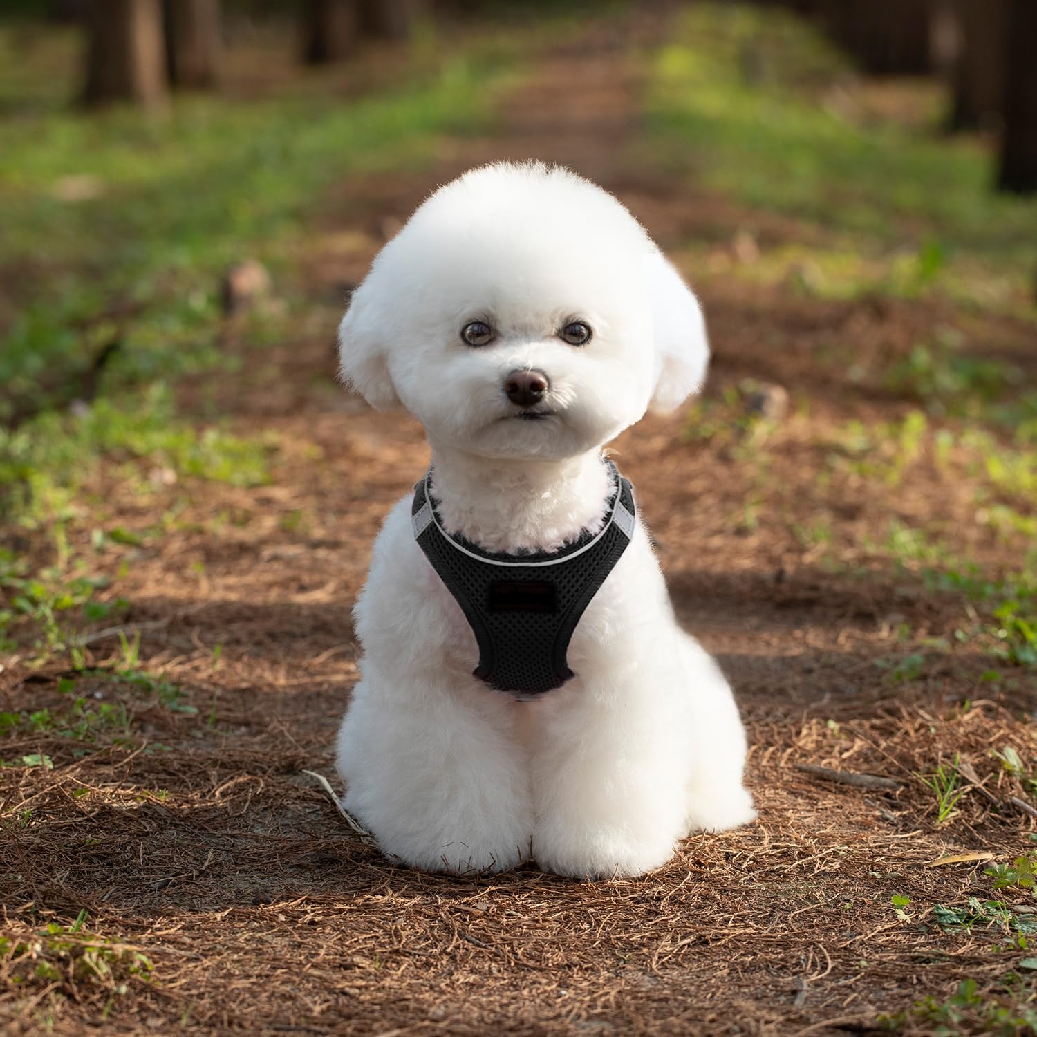 Black Dog Harness, Puppy Harness for Small Medium Dogs & Cats, No Pull Harness for Walking| Running|Training, Double D-Rings Reflective Strip,Mesh Fabric-Black XS