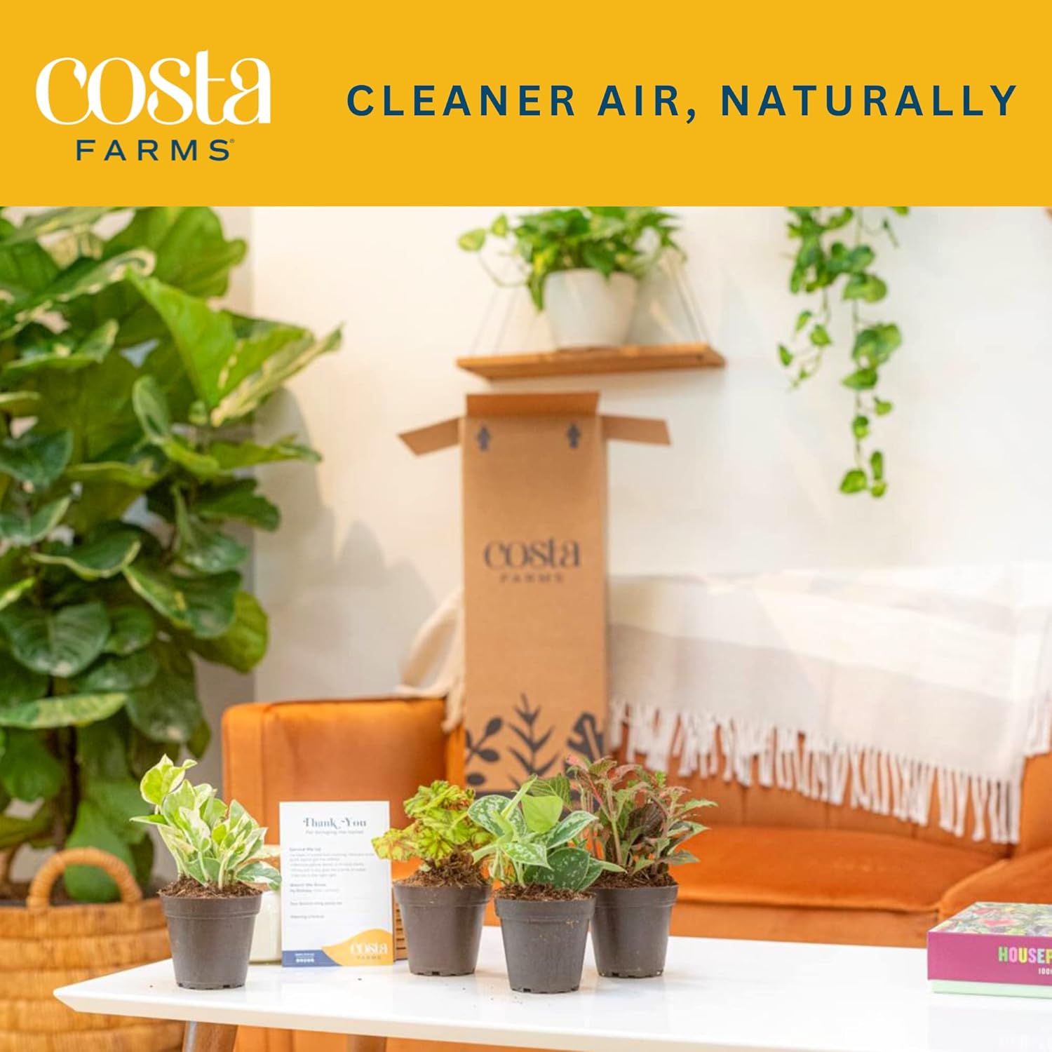 Altman Plants Live Houseplants (12PK), Indoor Plants for Delivery Prime & Costa Farms Live House Plants (6 Pack), Easy Grow Houseplants, Potted in Indoor Garden Plant Pots