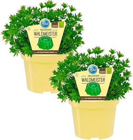 Bio Waldmeister Galium Odoratum Krauter Pflanzen Aus Nachhaltigem Anbau 1 Pflanze Amazon De Garten