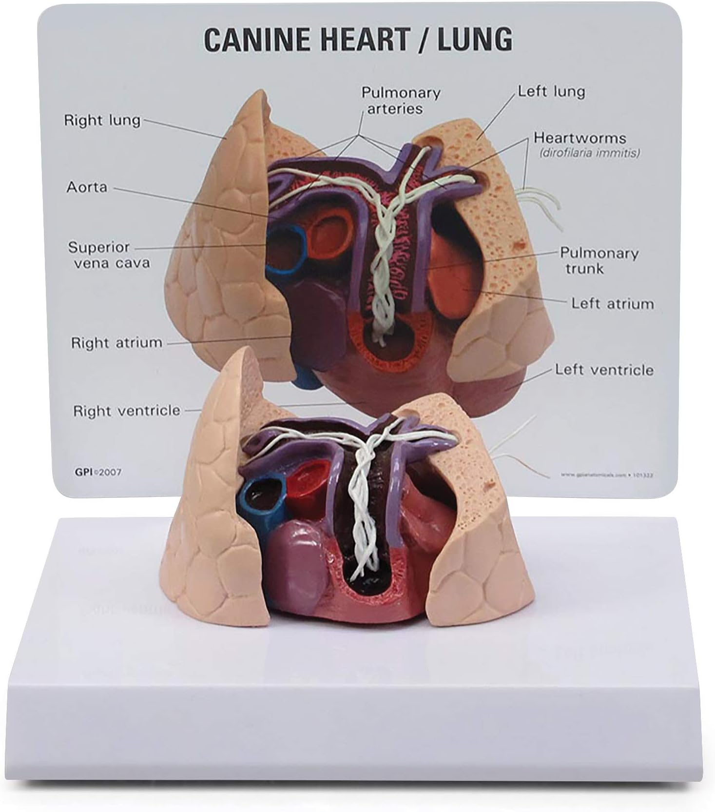 Canine Heart Lung Veterinary Anatomical Model w Educational Key Card