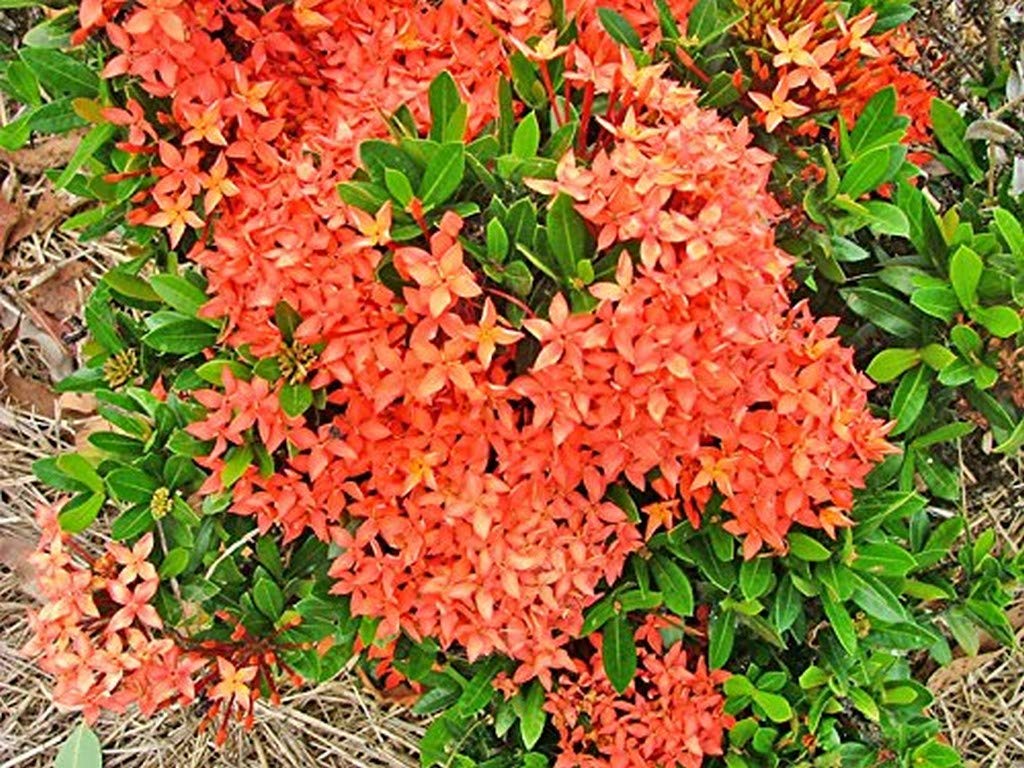 Creative Farmer Live Flower Plant Ixora Red Coccinea Dwarf Butterfly