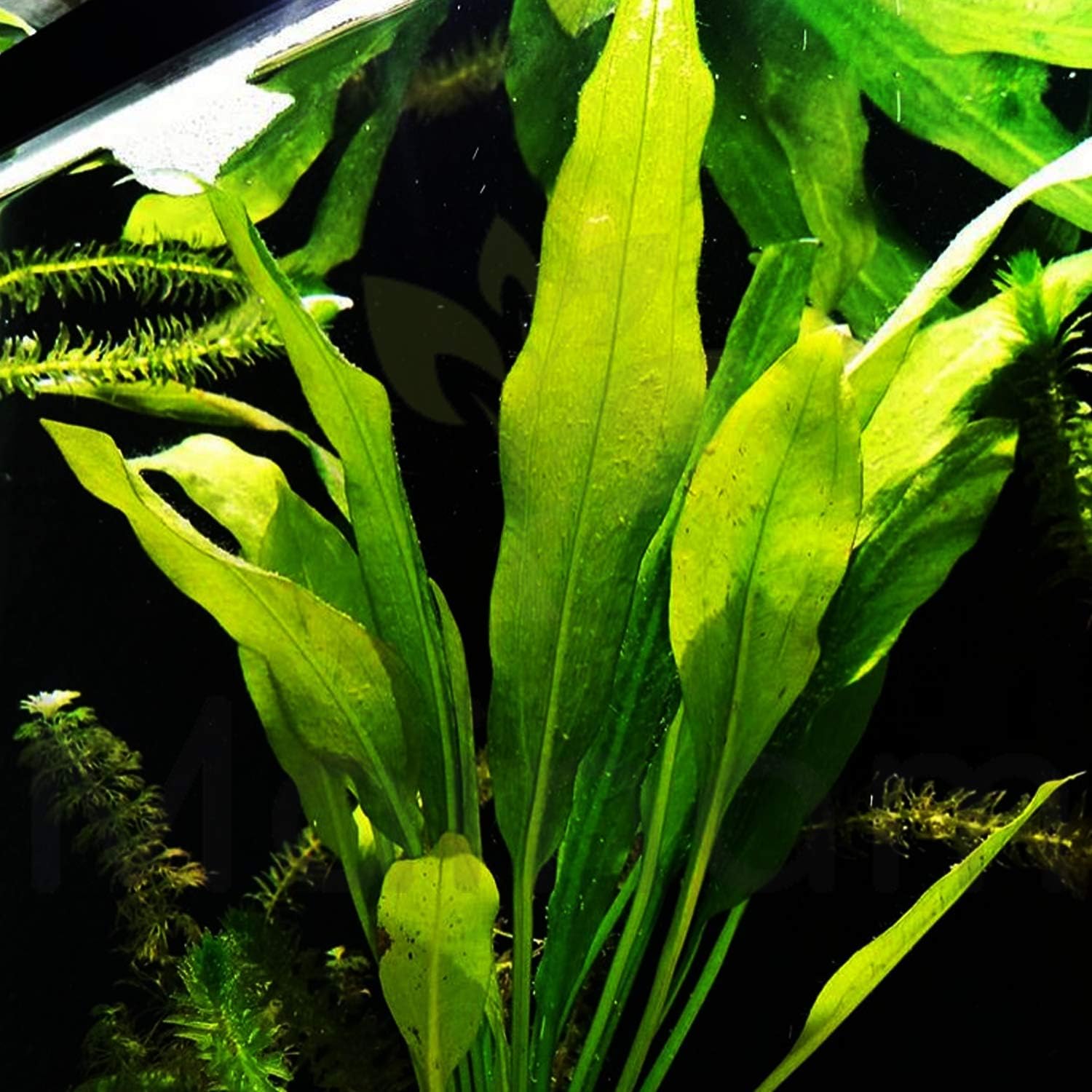 Mainam Echinodorus Amazonicus Amazon Sword Plant Bundle