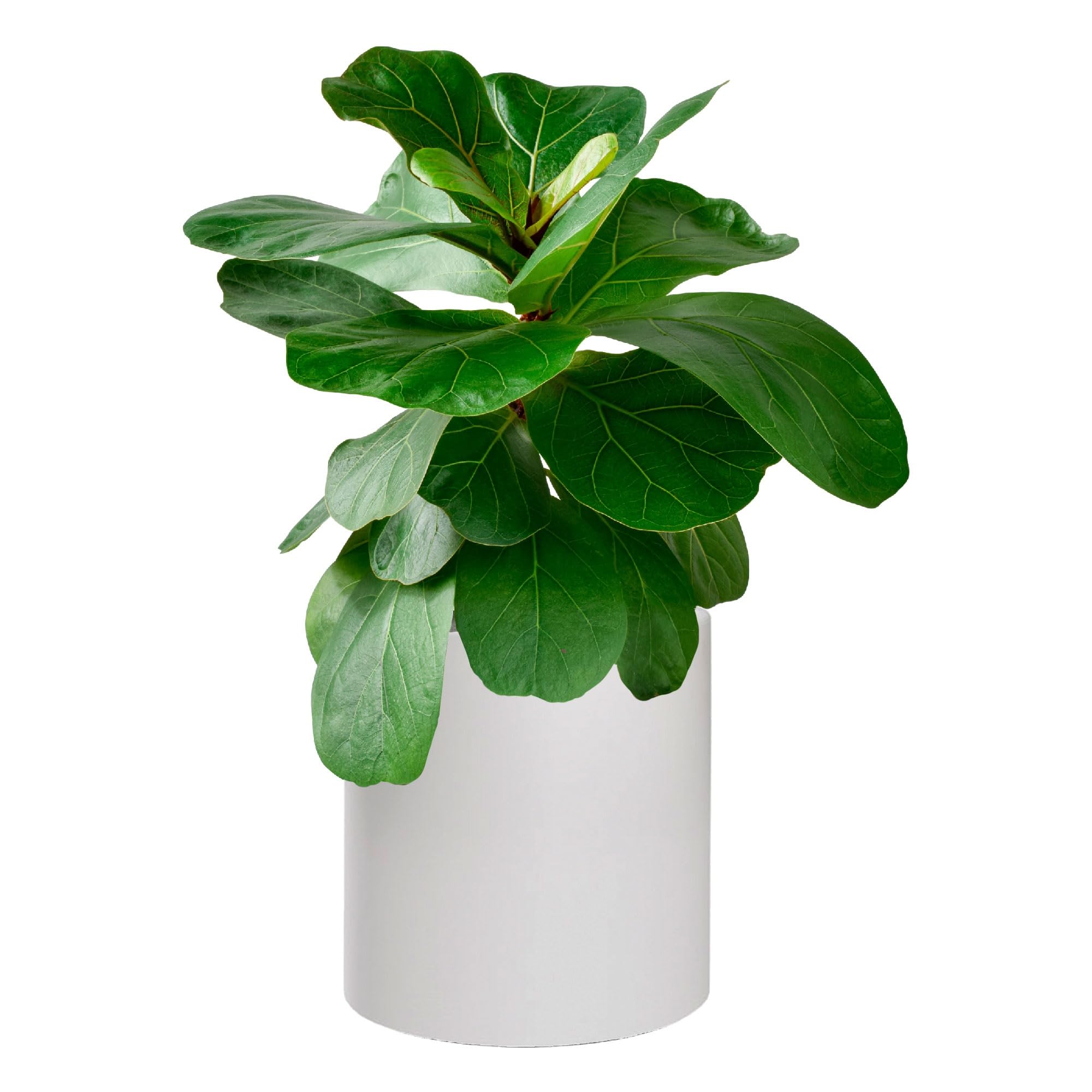 WELL HOME MOBILIARIO & DECORACIÓN Vaso modello agila Ø50x100 bianco