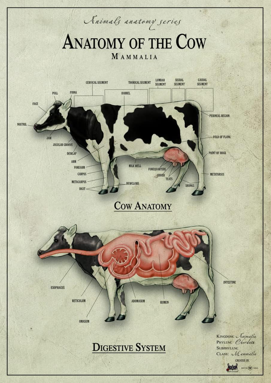 cow anatomy z8582 MAXI Poster on Canva Canvas material flat, rolled