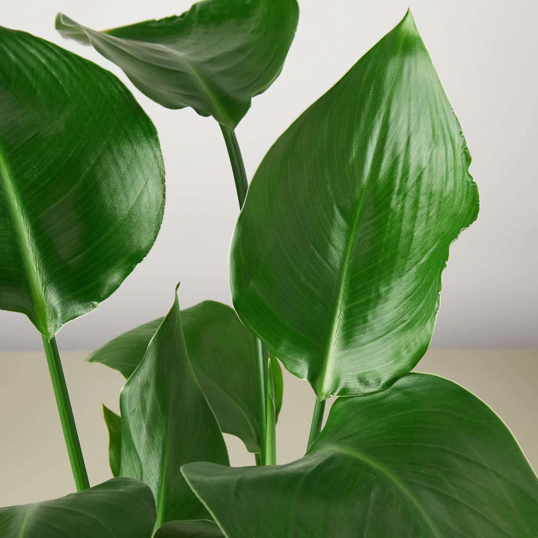 Amazon.com : White Bird of Paradise Strelitzia Nicolai Live Plant for Indoor  | Different Houseplants in 4'' & 6'' Pot | Real House Plant for Living  Room, Office & Desk | Strelitzia