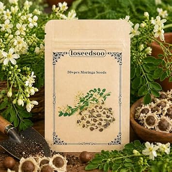 Moringa Seeds for Planting 30+ Seeds, Moringa Oleifera Seeds, Semillas de Moringa, Moringa Plant for Garden, Fast Growing Moringa Tree Seeds for Outdoor Indoor Planting