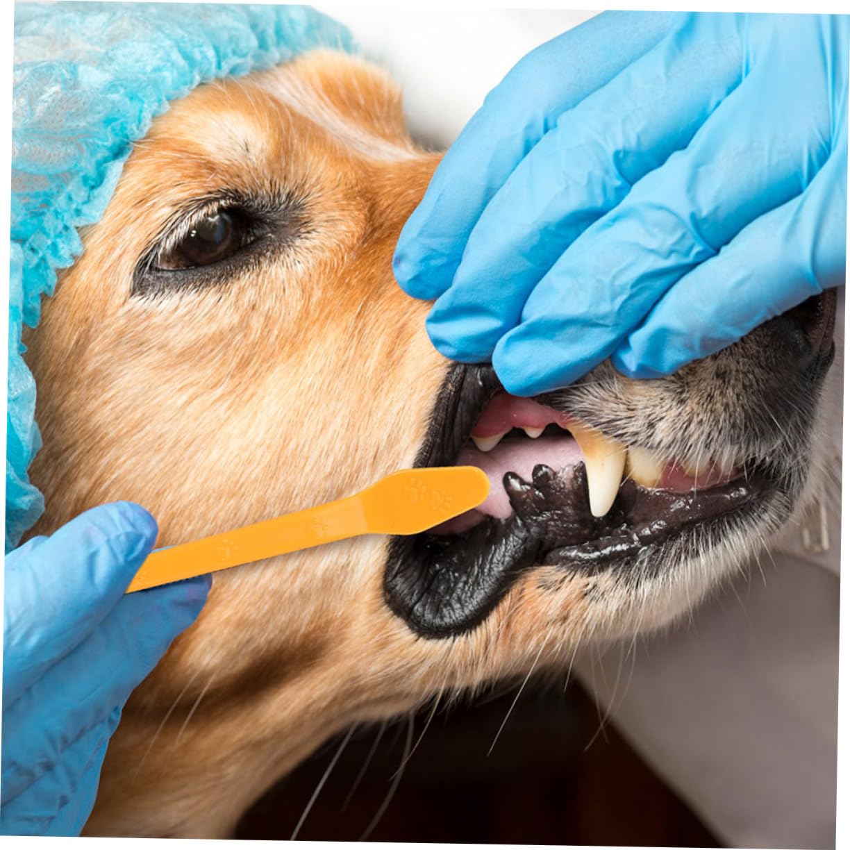 HANABASS Large Dog Small Dog Toothbrush Dual Headed Pet Oral Care Brush Set 8pcs