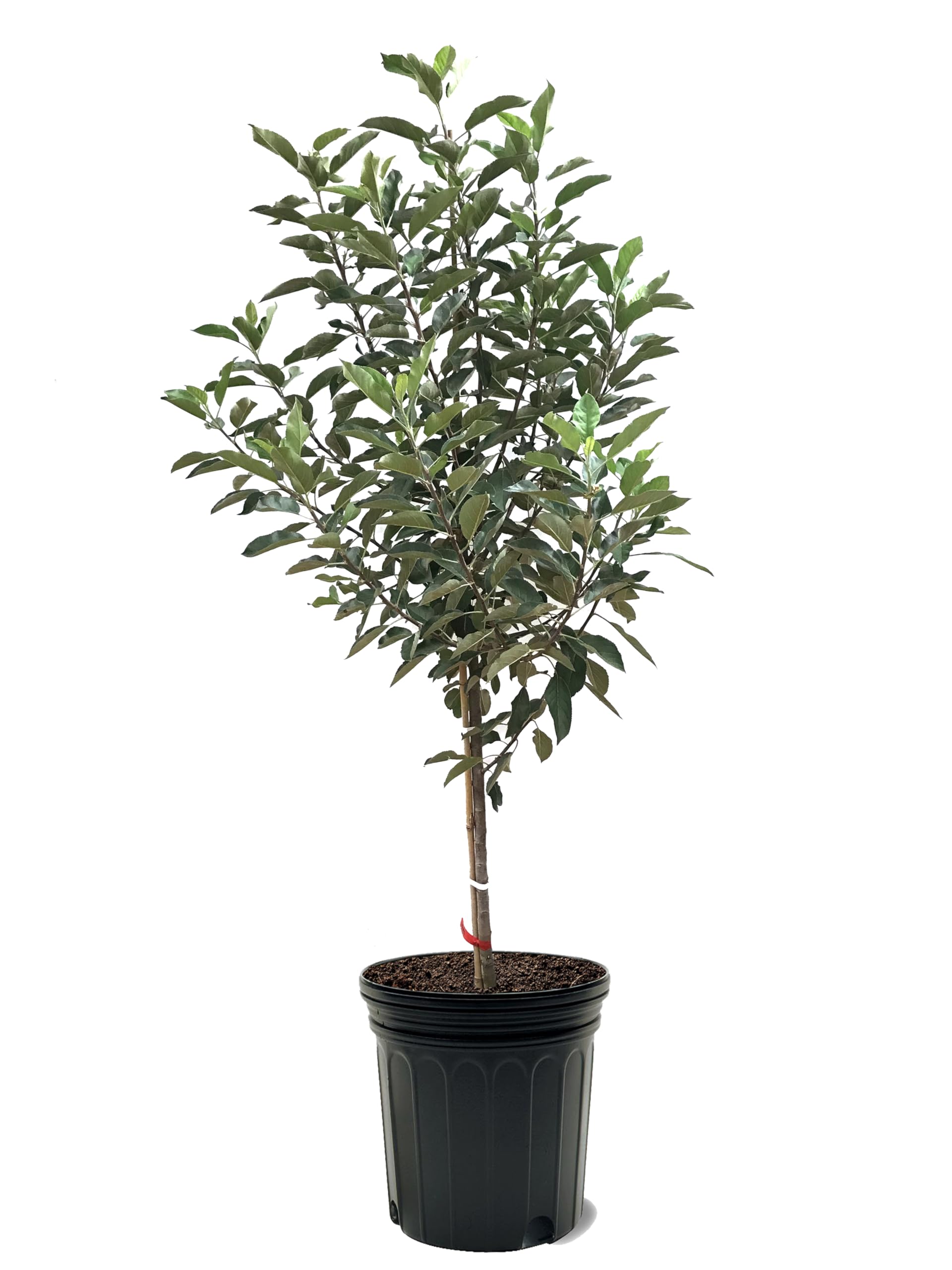 McIntosh Apple Tree 7 gal