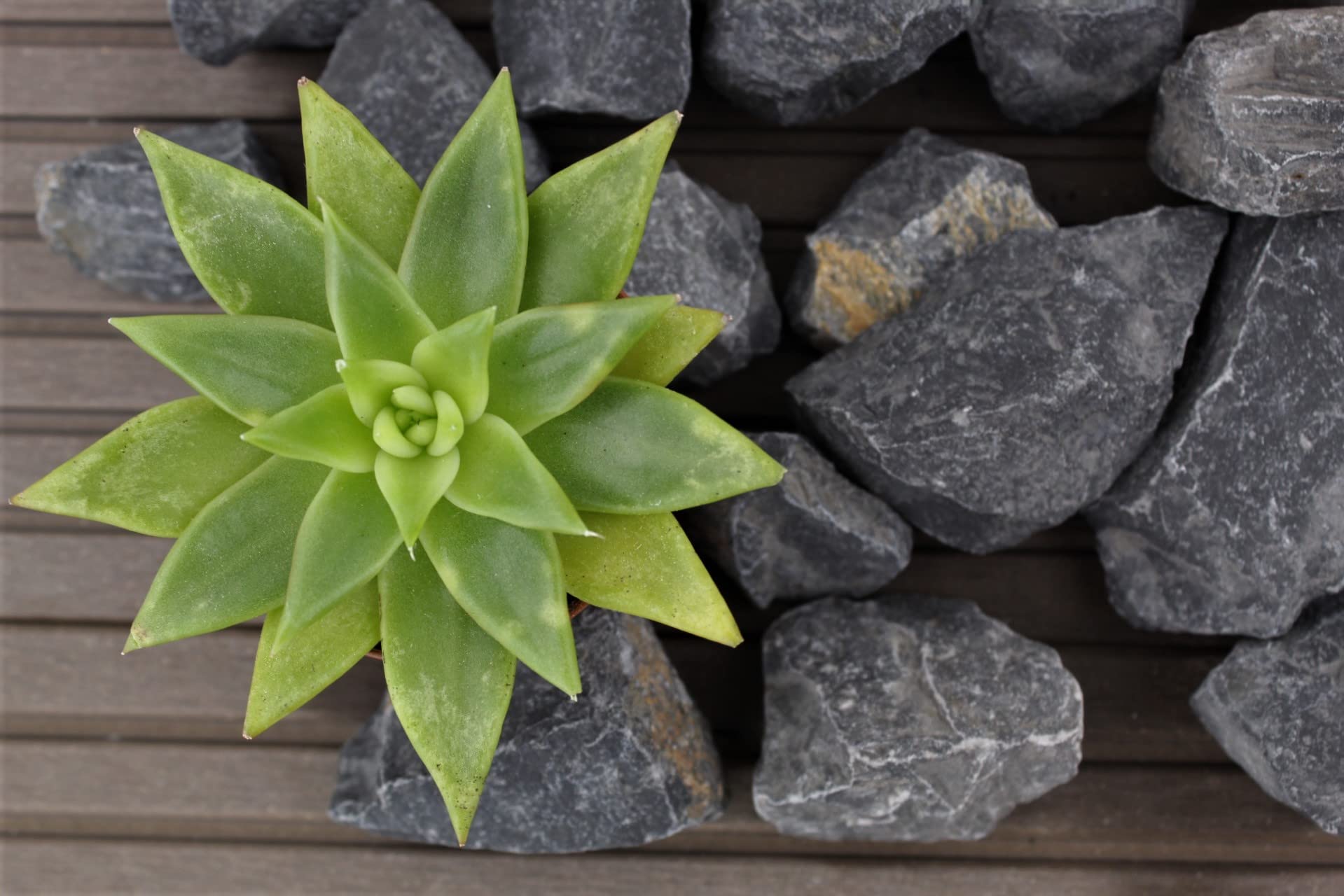 Grava ornamental Nero Ebano 50-70 mm, saco de 25 kg, relleno de gaviones decorativo para jardín