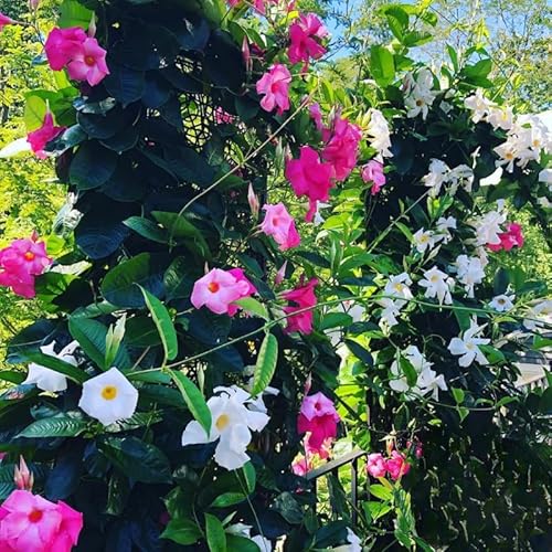 3 Mix Mandevilla Plants Live, 5-10” Tall Flowering Mandevilla Vines for Trellis, Outdoor Patio, Garden Pots, Trailing Mandevilla Seedlings