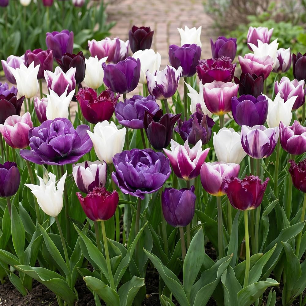 20 x Tulipa Purple Dream Mixed Bulbs | Purple & White Blooms | Spring Flowering Perennials | Ideal for Borders, Containers & Cut Flower Displays | Cultivated for UK Climate Conditions
