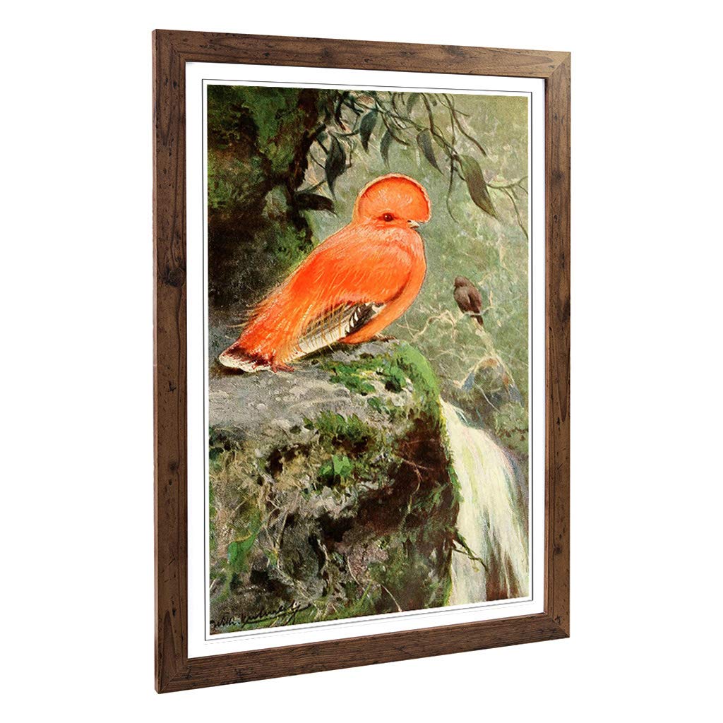 Big Box Art Framed Print of Vintage W Kuhnert Cock of The Rock Design | Wall Art Picture | Home Decor for Kitchen, Living Room, Bedroom, Hallway, Walnut, A2 / 24.5x18 Inch / 62x45cm