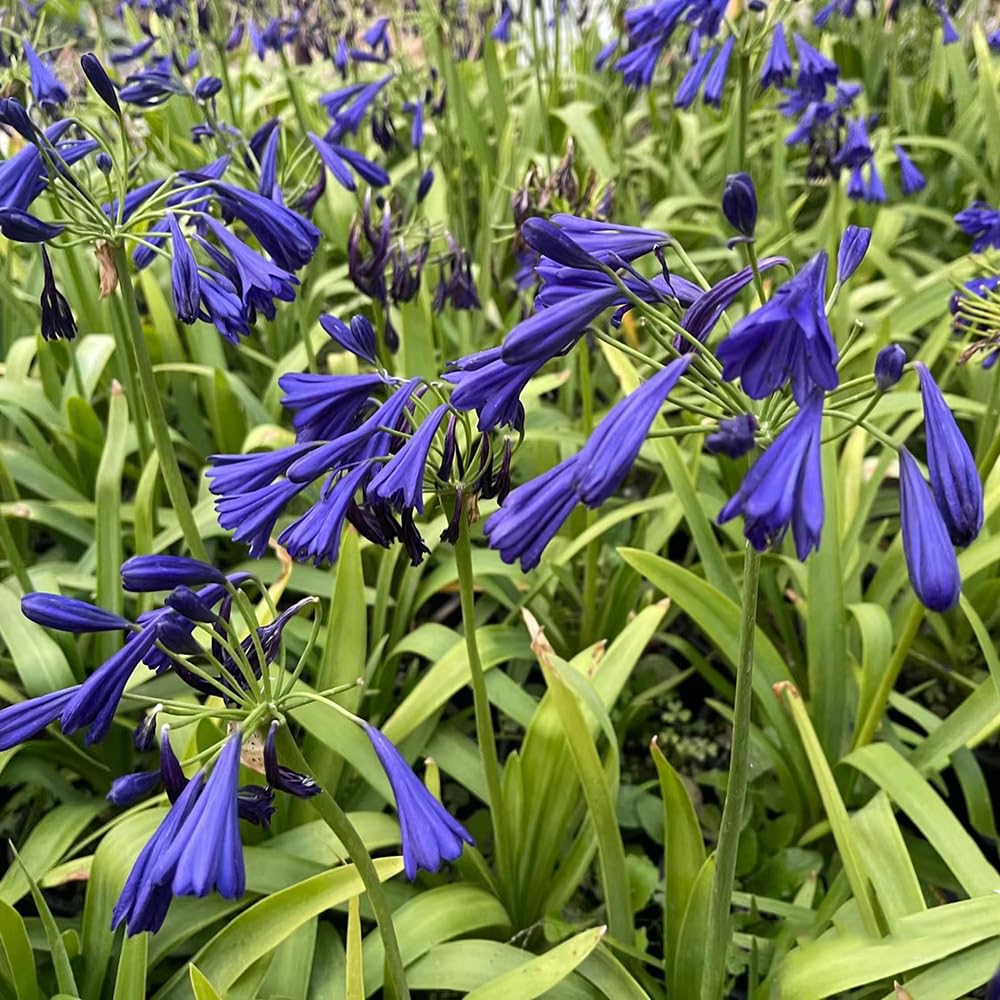 agapanto agapanthus - temprana de invierno 5bulbos