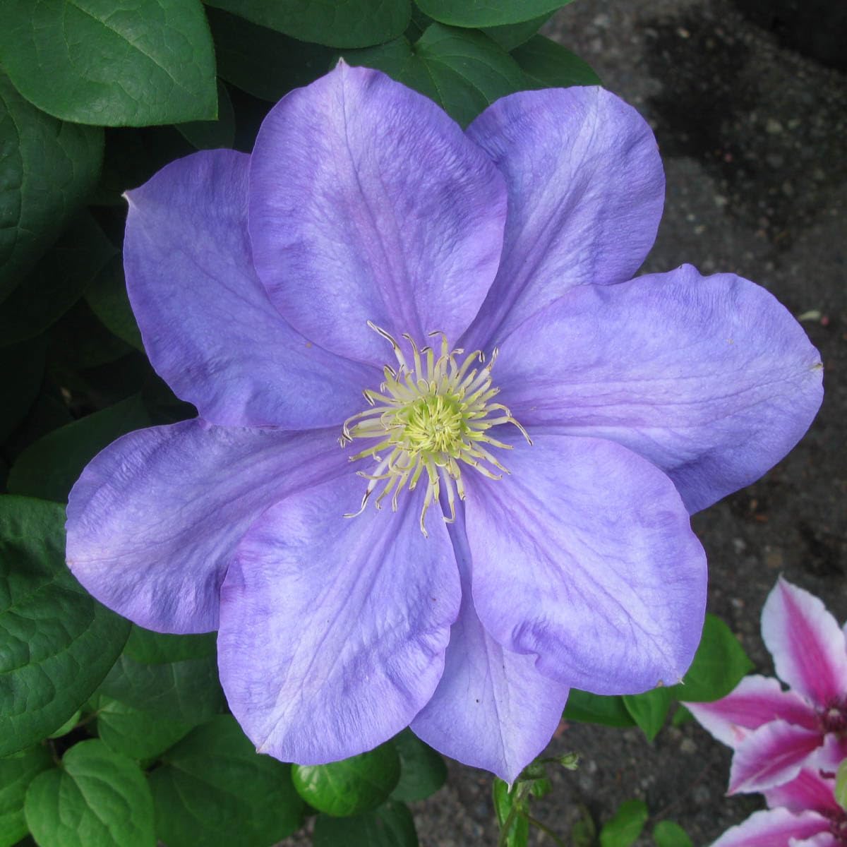 Kasugai Blue Flowering Clematis Vine Bare Root Perennial Starter Plant - 1 Starter Plant per Offer