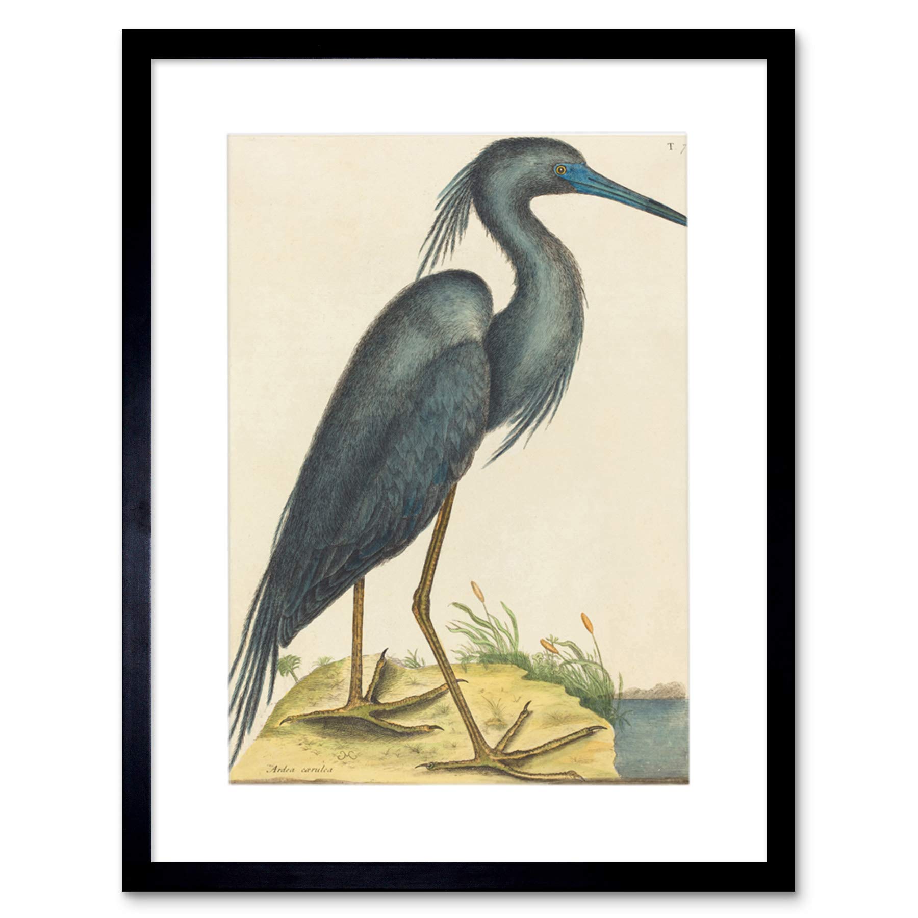 Wee Blue Coo Catesby Blue Heron Artwork Framed Wall Art Print 12X16 Inch