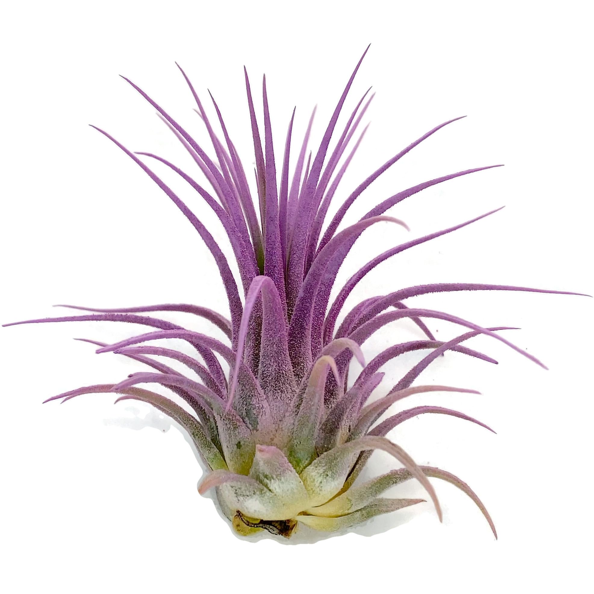 Ionantha Guatemala Tillandsia Air Plant, Guatemala Tillandsia Live Airplant, Healthy Arrival Guaranteed, Great Indoor Plant, Home Decor &amp; Gift (Lavender)