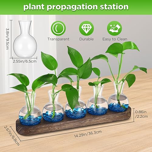Miniatura 2 de Plantas de terrario con soporte de madera, estación de propagación de plantas con piedra y cepillo, estaciones de propagación, fácil de limpiar,