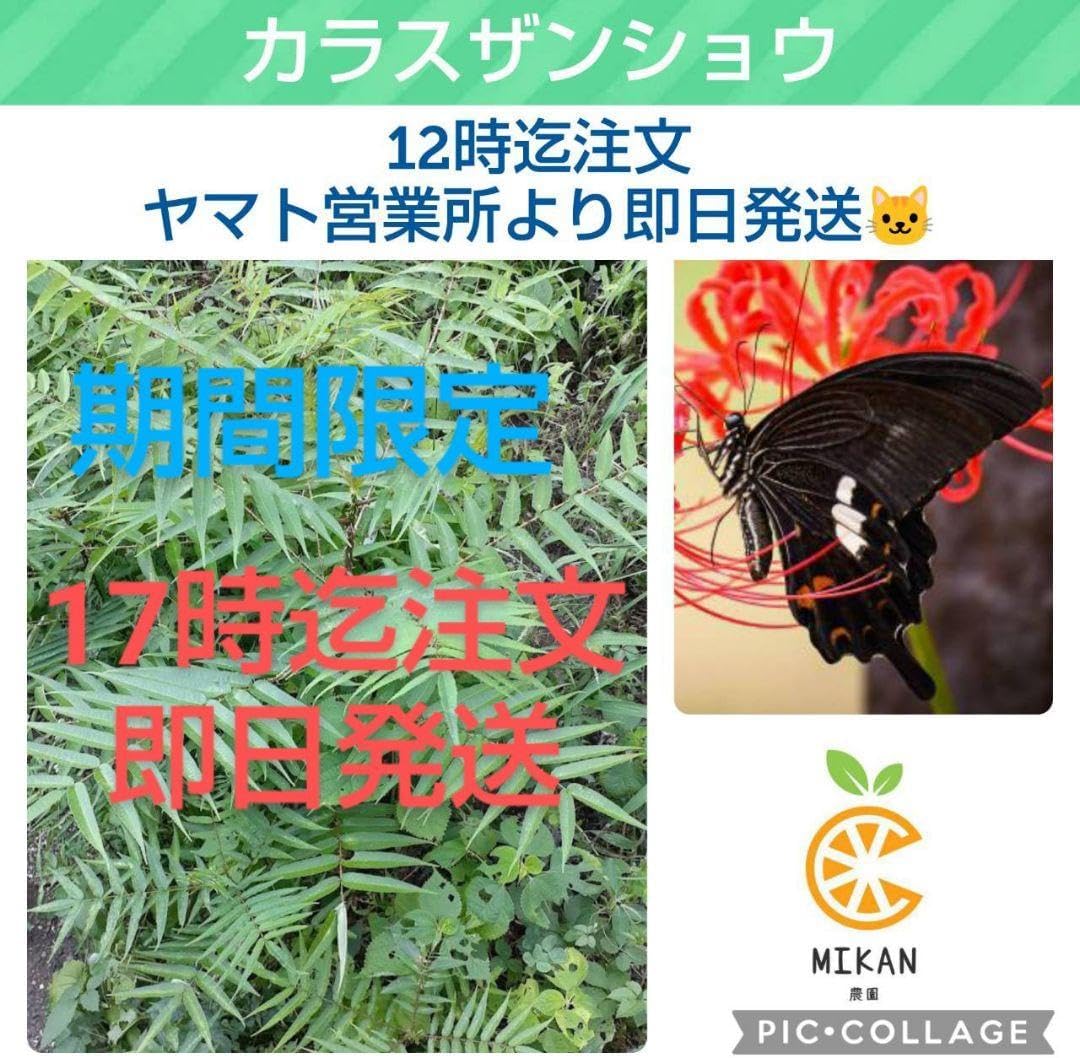 カラスザンショウ 枝付き葉っぱ 100 幼虫 餌