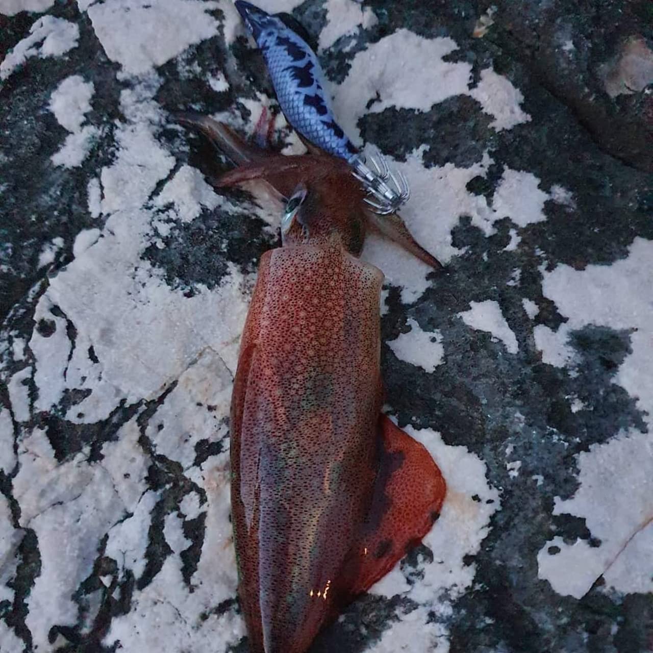 Esca Tonanara per Cefalopodi - Gamberetto Luminoso di Notte e Adatto per la Pesca di Polpo, Seppia, Calamari X EGI