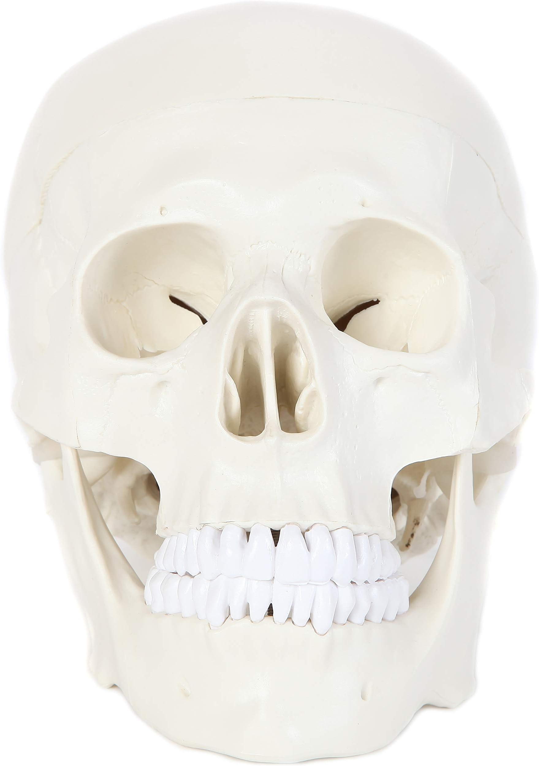 Anatomy Lab Human Skull Model | Life Size Skull Dissects into 3-Pieces | Removable Skull Cap Shows Major Foramen, Fossa, and Canals | Great Tool to Study Skull Bones and Landmarks