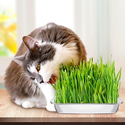 Miniatura 5 de Kit de germinación de semillas de acero inoxidable, bandeja para brotes de semillas, bandejas de brotes para brotes de frijol orgánico con