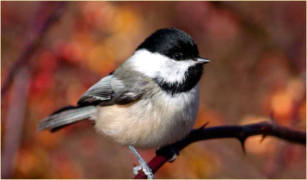 Chickadee Wallpapers - App on Amazon Appstore